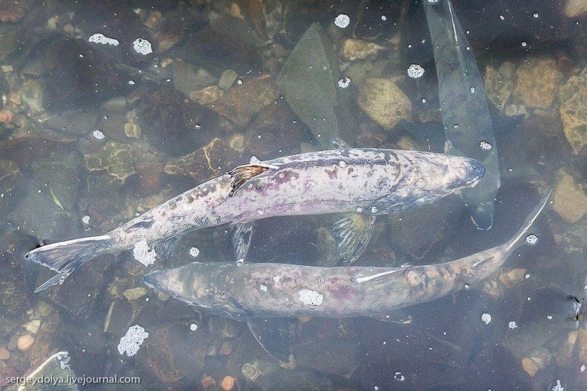 Kamchatka. Salmon