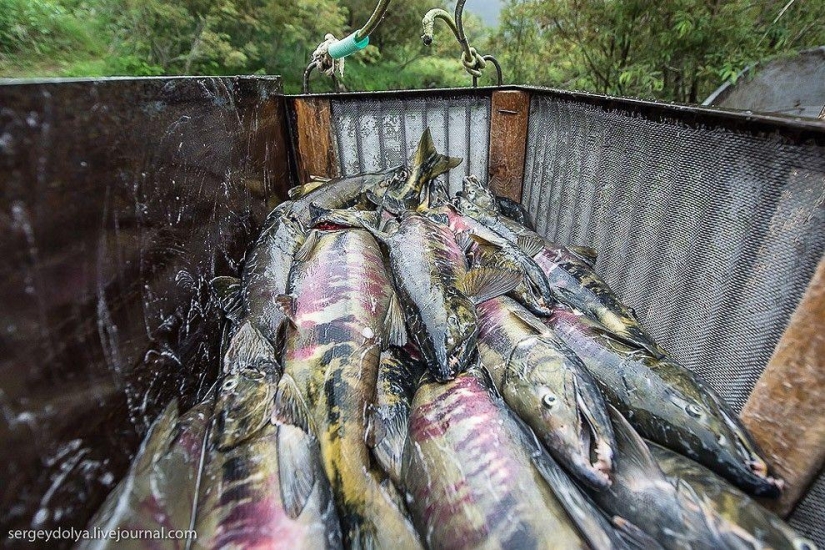 Kamchatka. Salmon