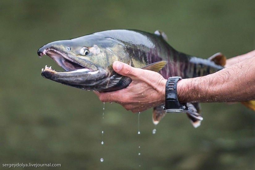 Kamchatka. Salmon