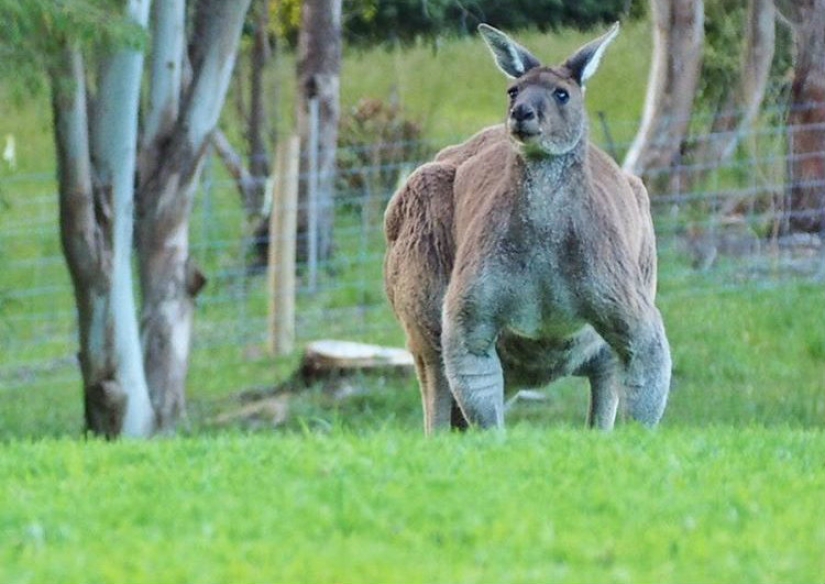 Kangaroo is a jock, which is better not to mess with