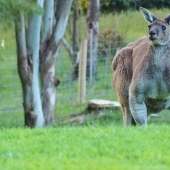 Kangaroo is a jock, which is better not to mess with