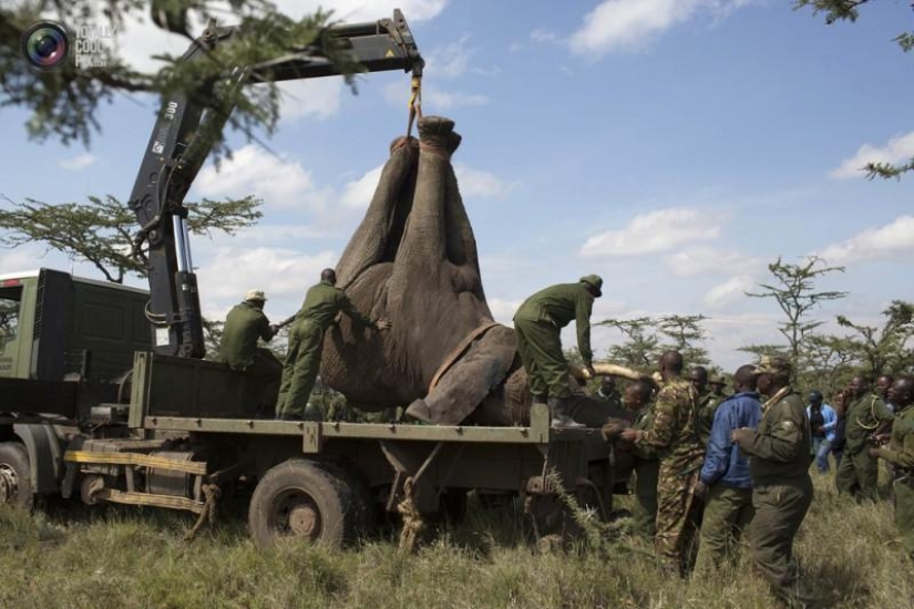 Kenya Wildlife Service relocates elephants