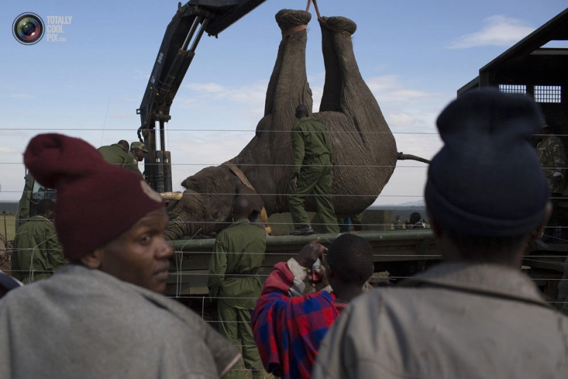 Kenya Wildlife Service relocates elephants