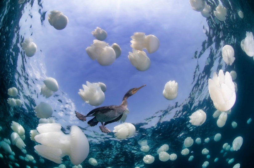 Kilómetros de agua sobre nosotros: ganadores del premio al fotógrafo submarino del año 2015