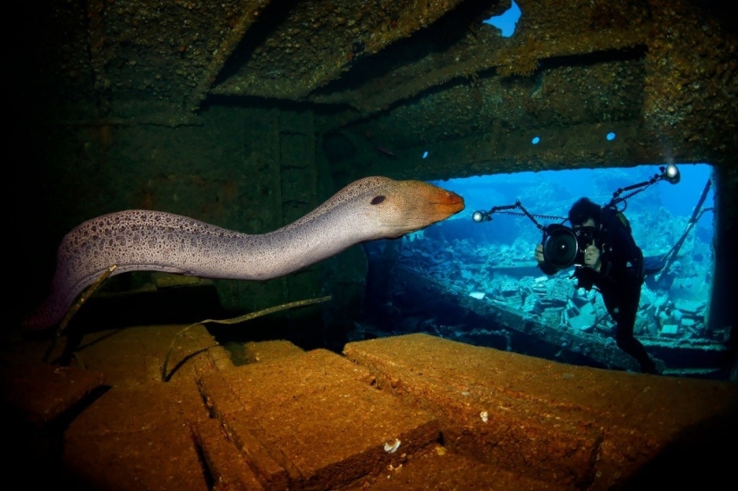 Kilómetros de agua sobre nosotros: ganadores del premio al fotógrafo submarino del año 2015