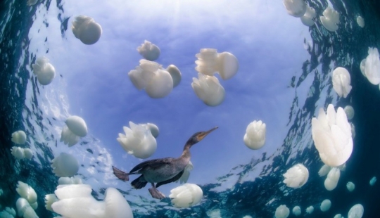 Kilometers of water above us: 2015 Underwater Photographer of the Year Award Winners