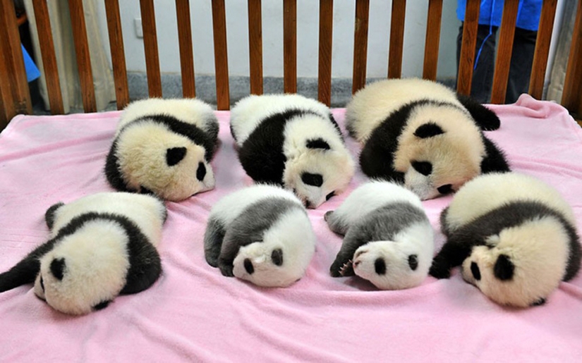 Kindergarten for pandas is the sweetest place in the world