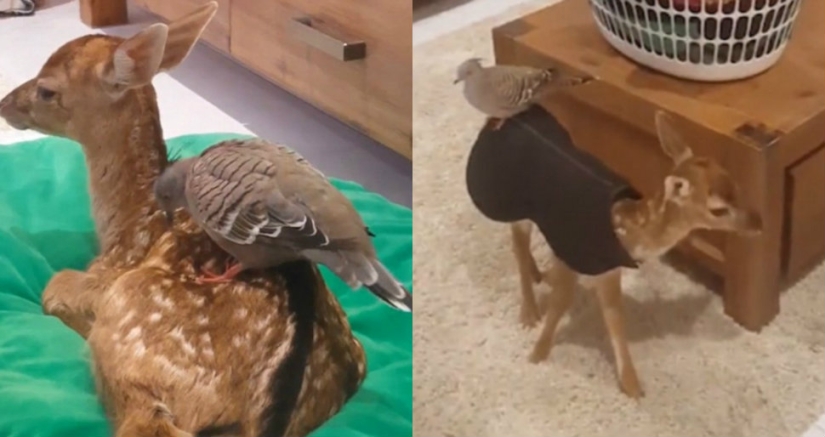 Kindness will save the world: how a pigeon made friends with an orphaned fawn