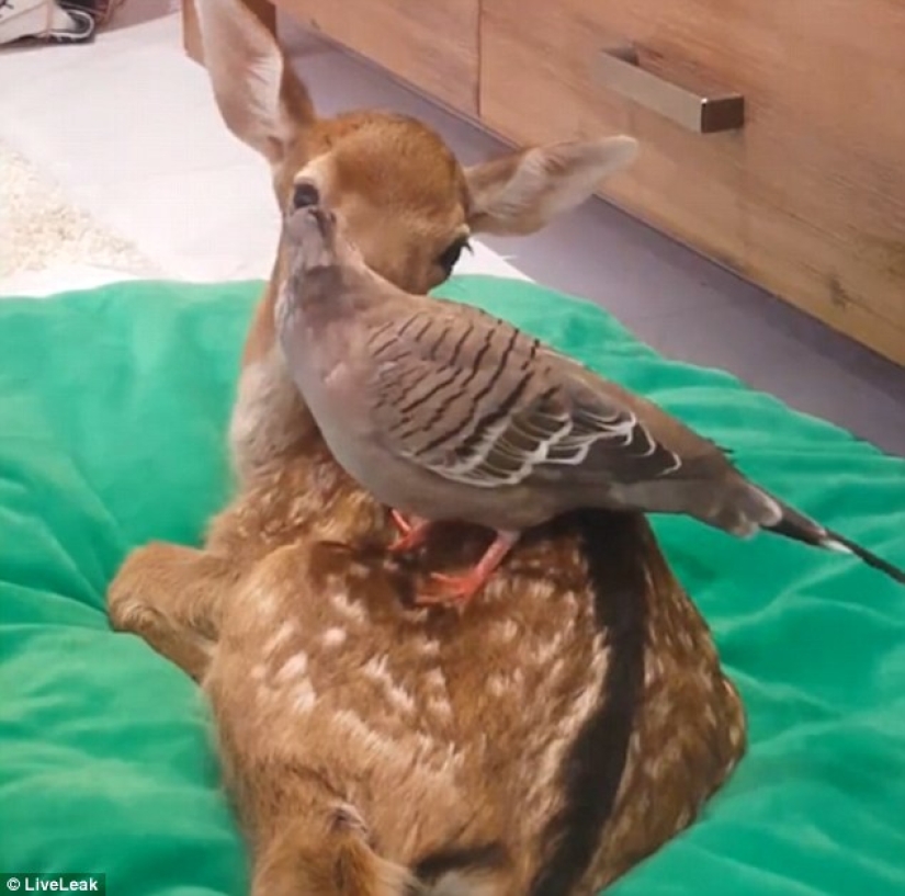 Kindness will save the world: how a pigeon made friends with an orphaned fawn