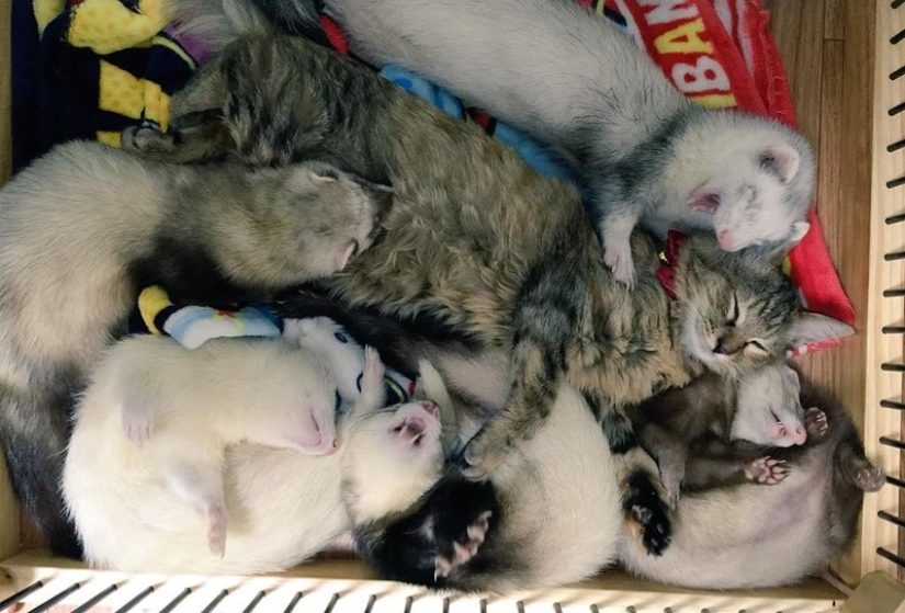 Kitten Adopted by Ferrets Thinks He&#39;s a Ferret Too