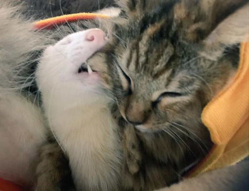 Kitten Adopted by Ferrets Thinks He&#39;s a Ferret Too