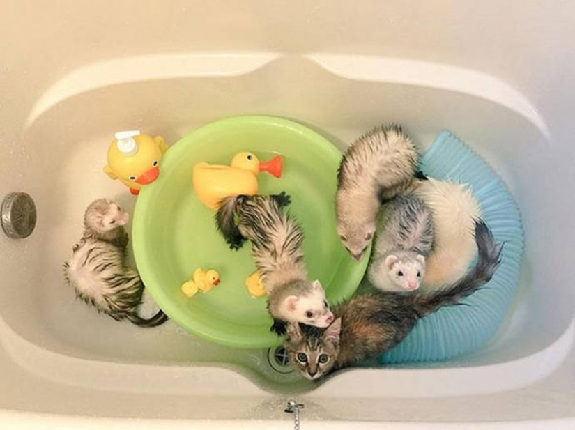 Kitten Adopted by Ferrets Thinks He&#39;s a Ferret Too