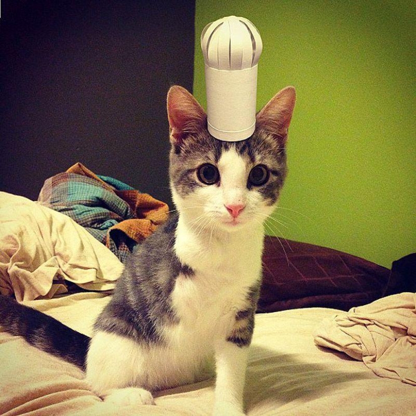 Kittens in hats