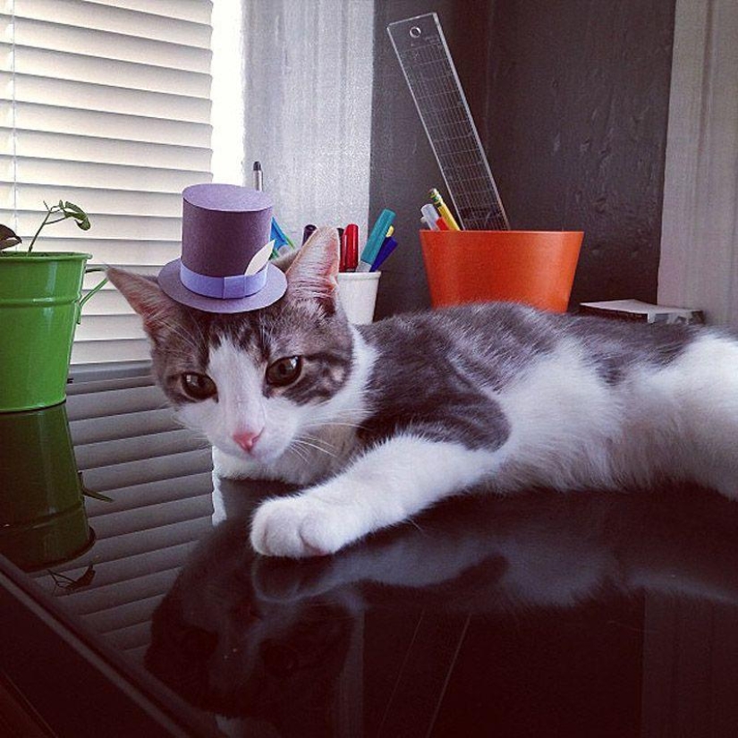 Kittens in hats