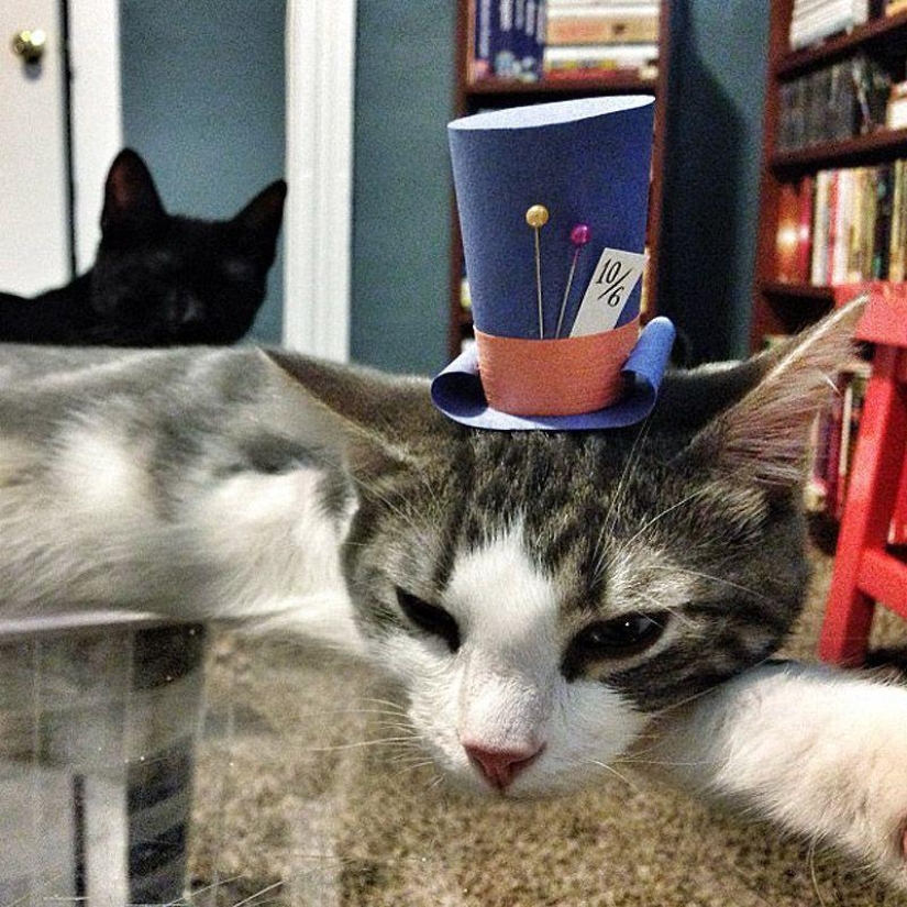 Kittens in hats