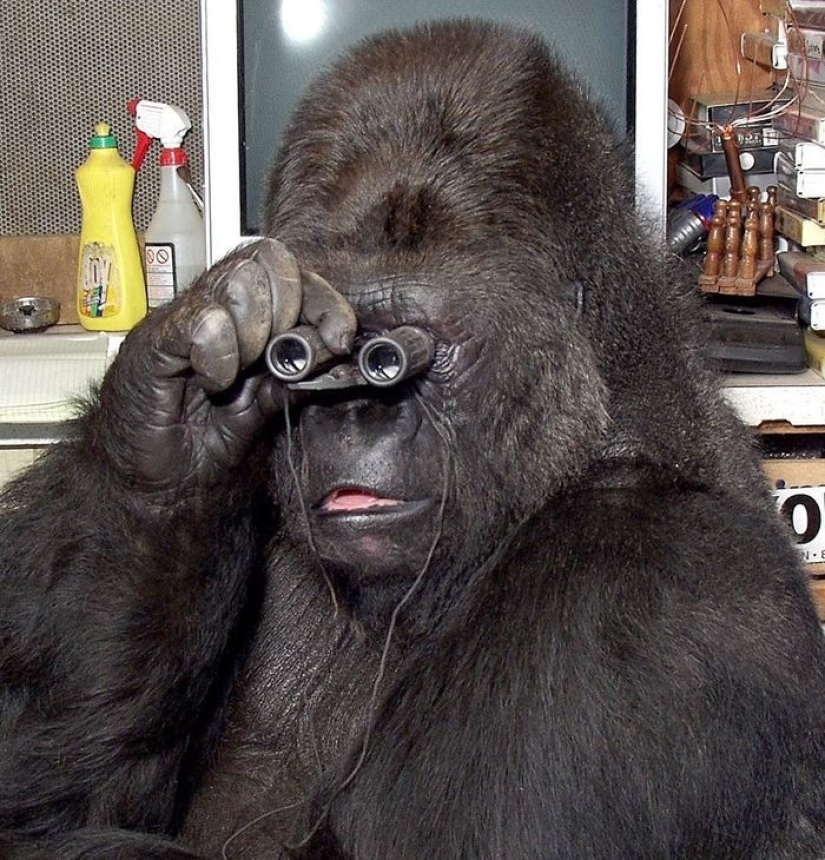 Koko the talking gorilla - is it true, a hoax or a delusion of scientists?