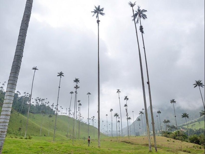 Kokora - el valle de palmeras únicas