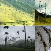 Kokora - el valle de palmeras únicas