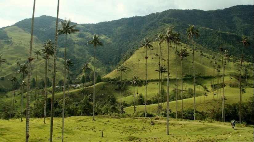 Kokora - el valle de palmeras únicas
