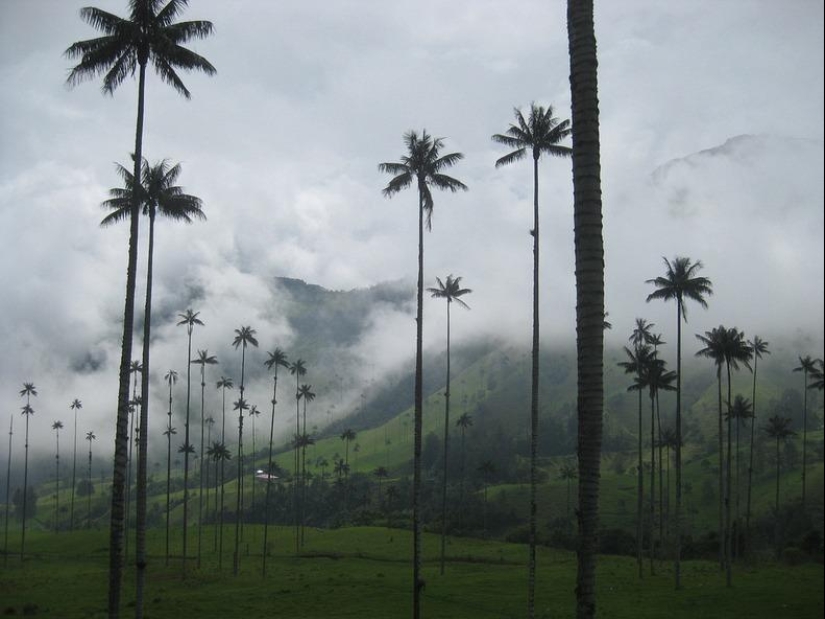 Kokora - el valle de palmeras únicas