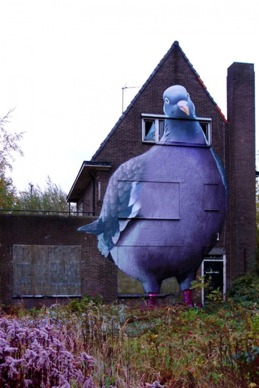 Kurls-kurls? Street Artist Super A and his Giant Pigeons