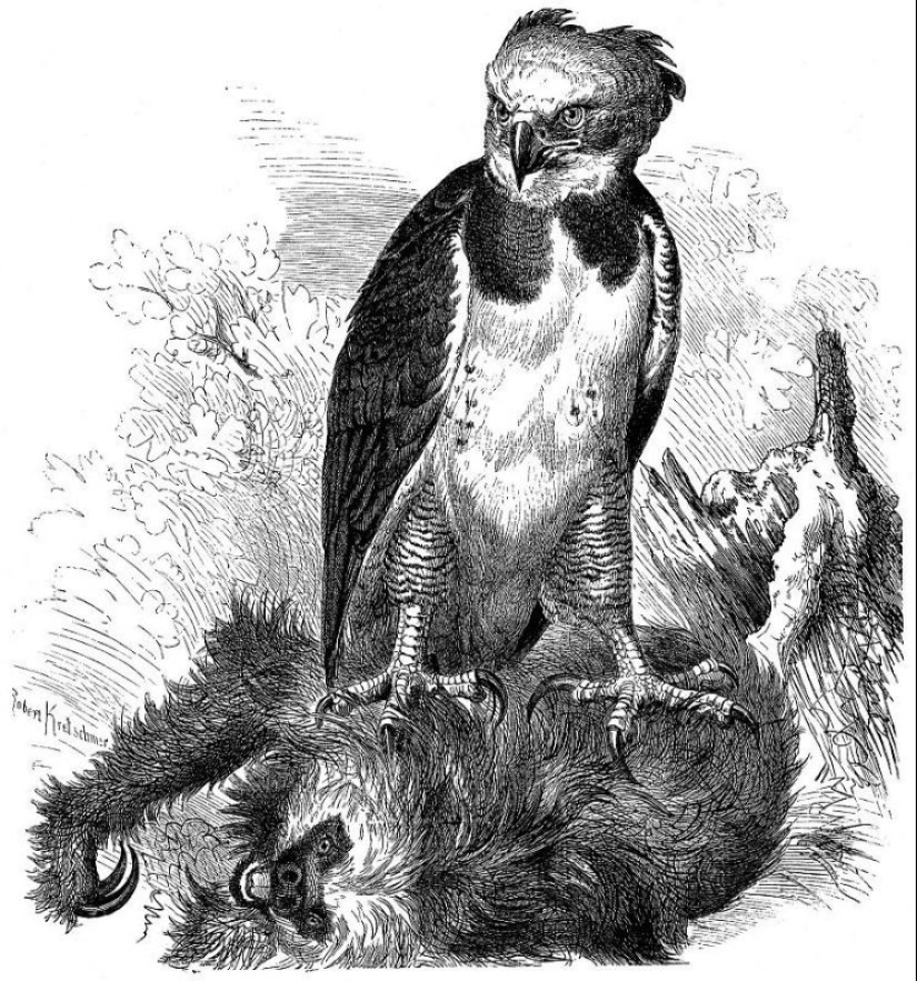La América del Sur de la arpía — un ave, de la existencia de la cual es difícil de creer