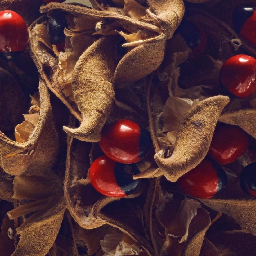 La belleza oculta de las semillas y las frutas por el fotógrafo británico Levon Biss