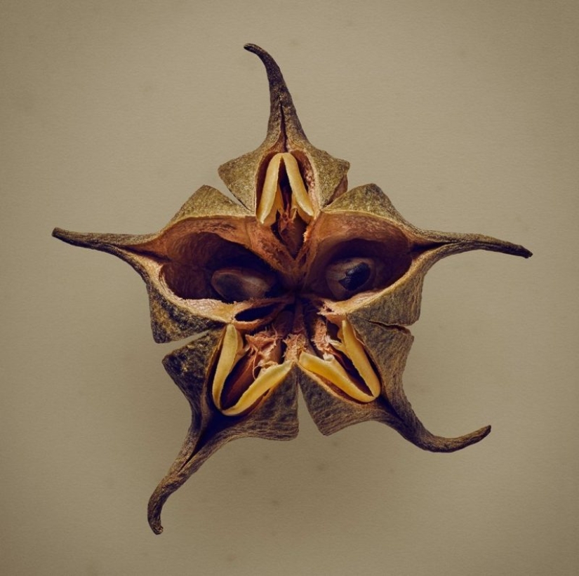 La belleza oculta de las semillas y las frutas por el fotógrafo británico Levon Biss