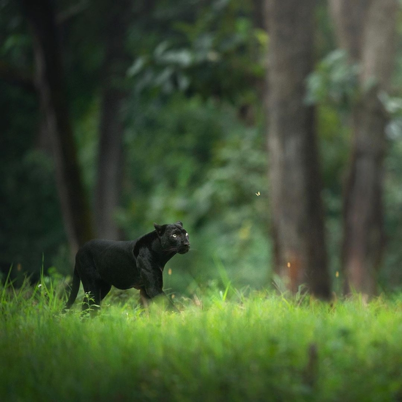 La belleza salvaje de los gatos grandes en las imágenes de Shaza Jung