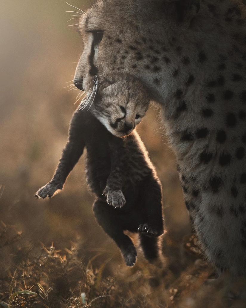 La belleza salvaje de los gatos grandes en las imágenes de Shaza Jung