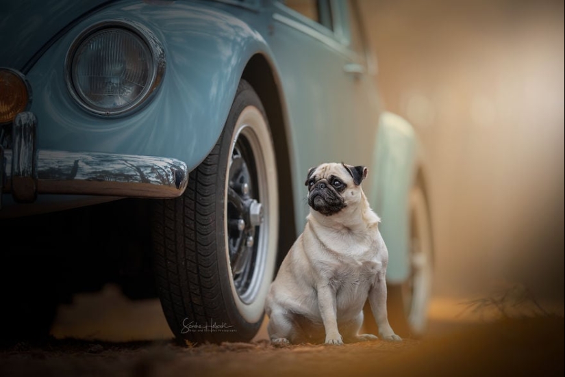 La combinación perfecta: los perros y los coches de época