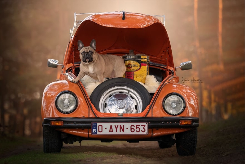La combinación perfecta: los perros y los coches de época