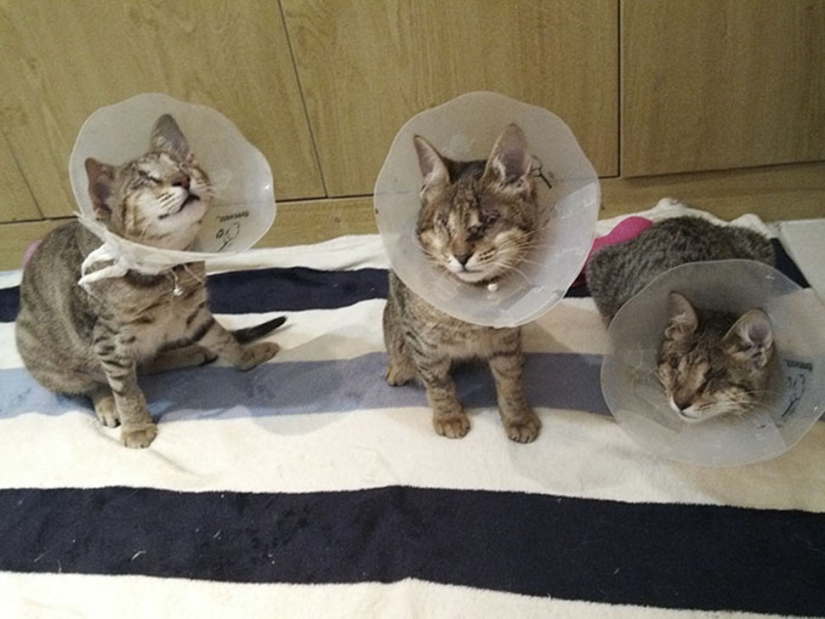 La familia de gatos ciegos finalmente ha encontrado un hogar