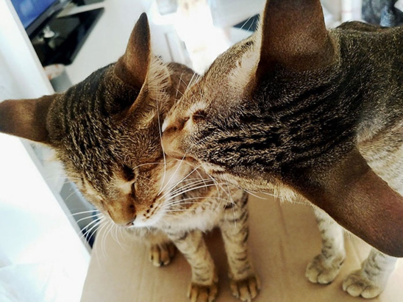 La familia de gatos ciegos finalmente ha encontrado un hogar