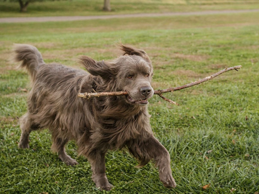 La felicidad de los perros viejos que fueron sacados de la calle