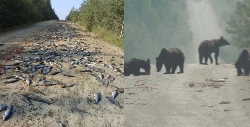 La felicidad ha caído: los osos devoraron una tonelada de pescado que cayó del KAMAZ volcado