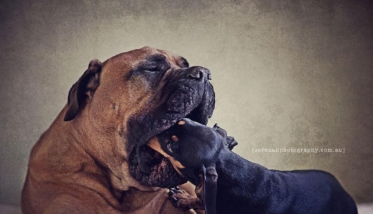 La fotógrafa Serena Hodson y sus amigos de cuatro patas La fotógrafa Serena Hodson y sus amigos de cuatro patas