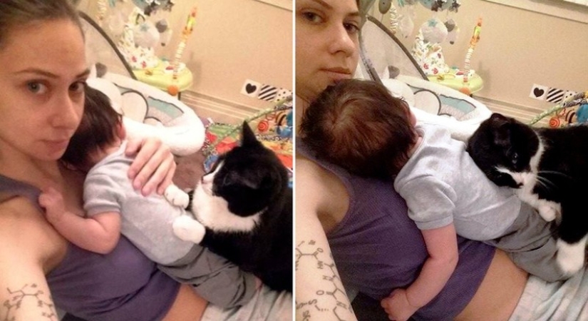 La gata se enamoró del bebé antes de nacer y ahora lo protege