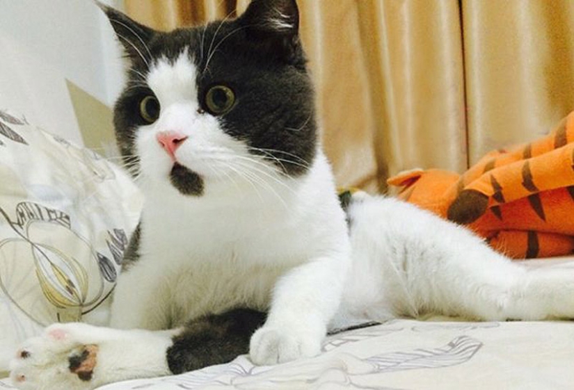 La gata sorprendida Banya, que está asombrada por todo lo que la rodea.