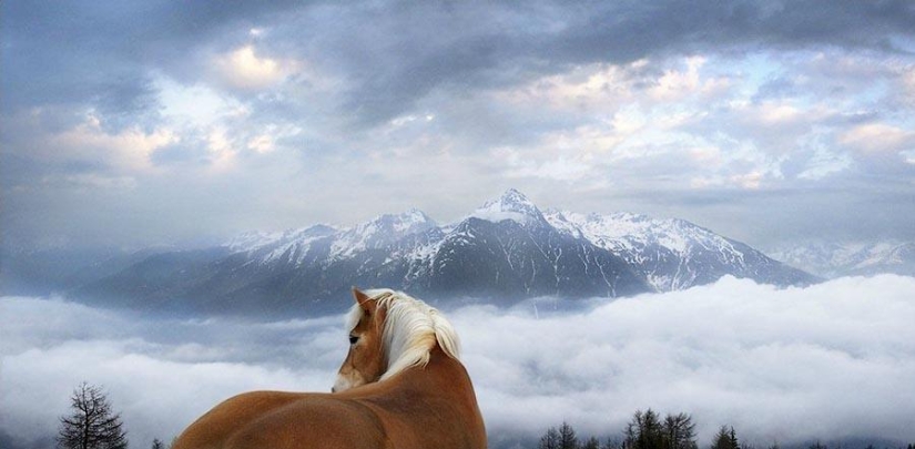 La gracia hermosos caballos en el proyecto Equus
