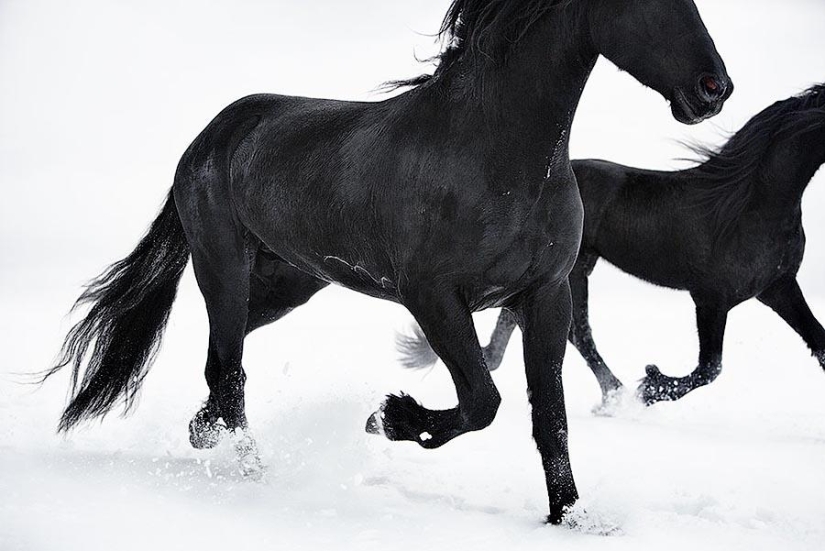 La gracia hermosos caballos en el proyecto Equus