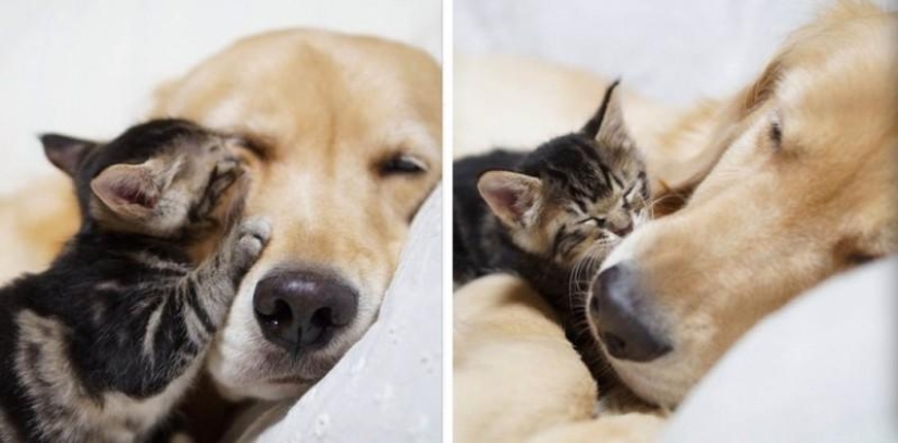 La historia de cómo un perro adoptó a un gato