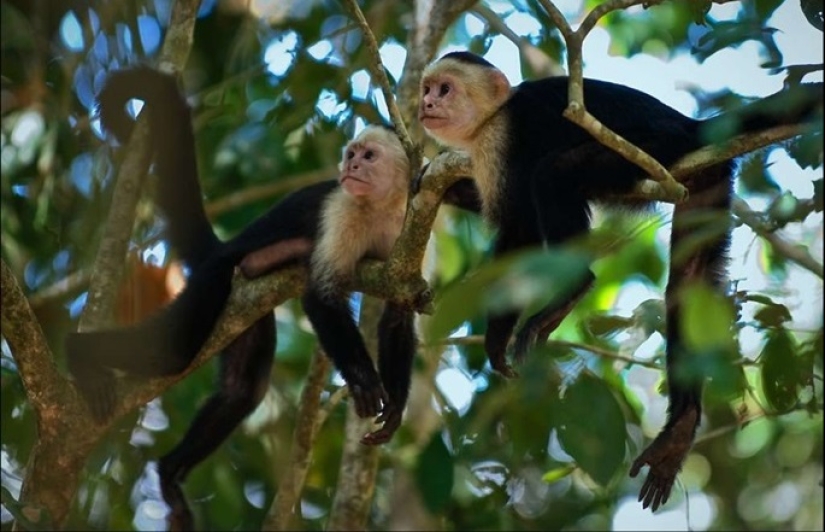 La historia de Marina Chapman, que vivió con monos durante 5 años