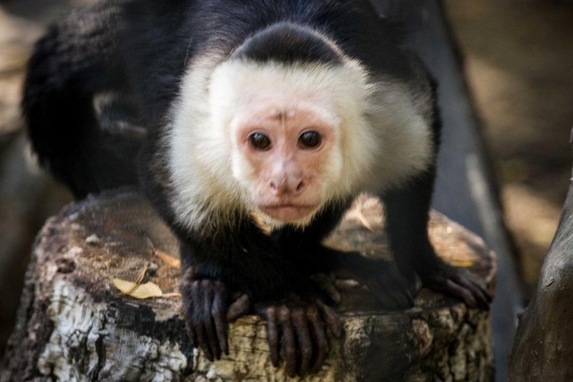La historia de Marina Chapman, que vivió con monos durante 5 años