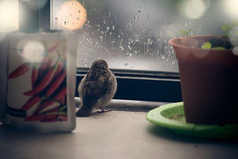 La historia de un polluelo de gorrión y la bondad humana.