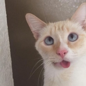 La historia de una gatita sonriente que casi pierde la mandíbula y la vida
