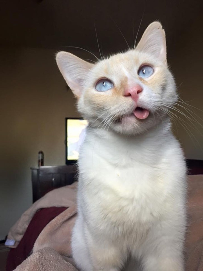La historia de una gatita sonriente que casi pierde la mandíbula y la vida