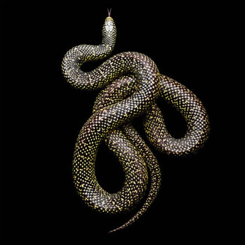 La increíble belleza de las serpientes venenosas en el proyecto fotográfico de Mark Light