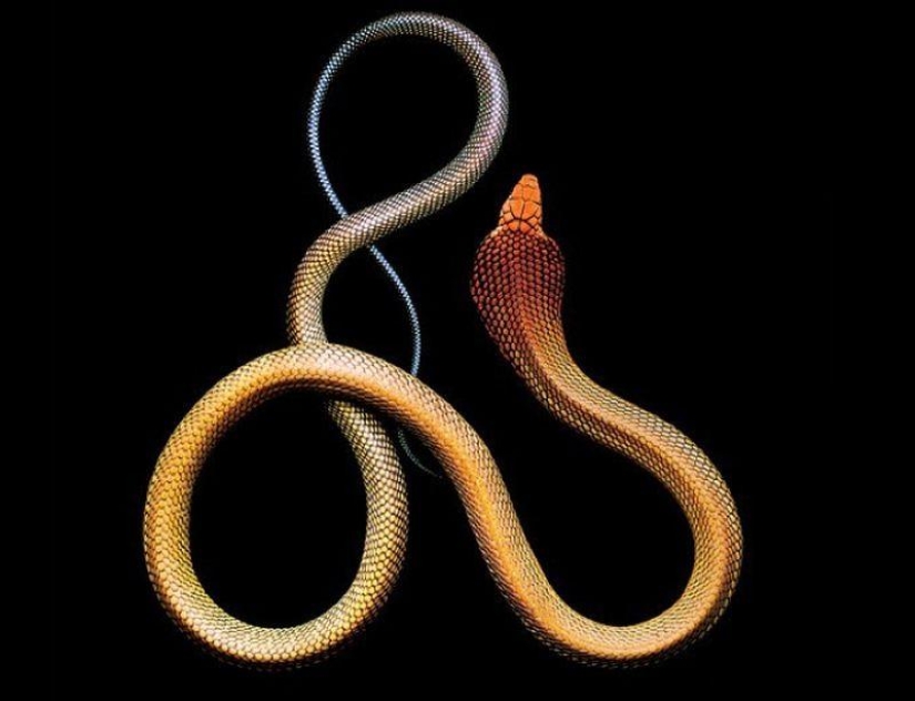 La increíble belleza de las serpientes venenosas en el proyecto fotográfico de Mark Light