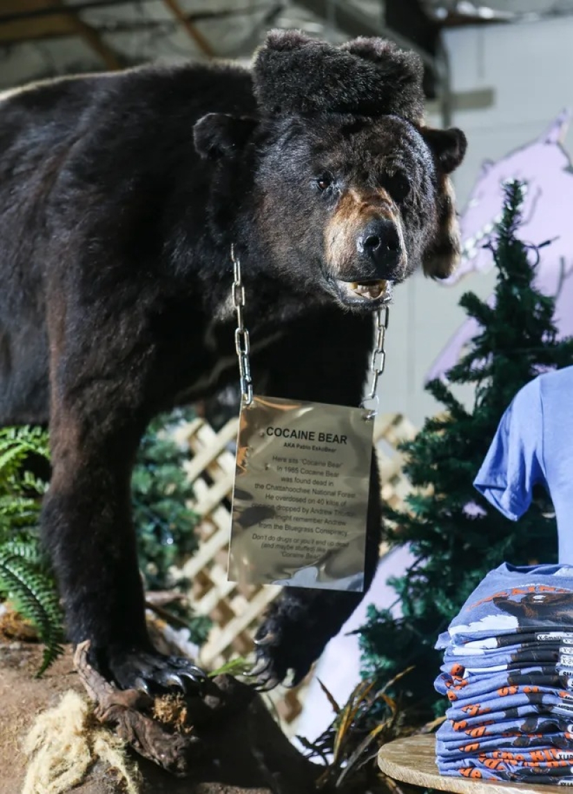 La increíble historia de la Cocaína Oso un oso que se comió 34 kilos de contrabando de cocaína